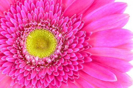 粉色热贝拉菊花白色雏菊植物群植物花瓣宏观背景图片
