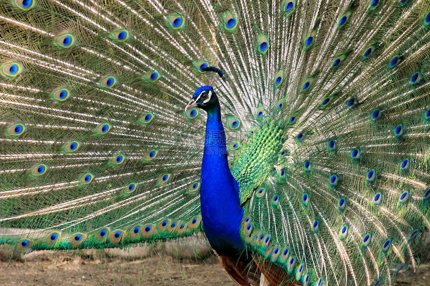 孔雀眼睛男性热带野鸡活力展览蓝色羽毛动物脖子图片