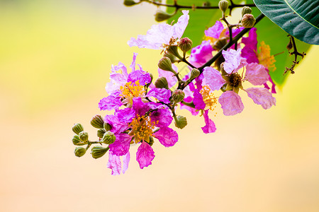 草花花植物群花园植物绿色叶子热带园艺公园粉色花瓣背景图片