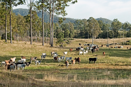 澳大利亚养牛业国家风景(澳大利亚)高清图片