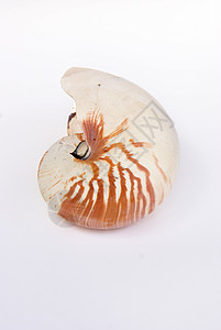 纳图卢斯贝壳海洋黄金甲壳动物比例背景图片