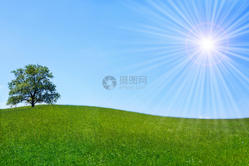 草原上的树橡木植物季节阳光场地生活远景牧场草地太阳图片