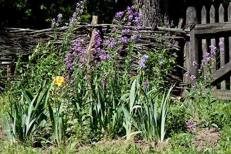 村里有藤树的木围栏附近的花朵庭园绿色花园牡丹花坛村庄植物栅栏粉色植物群背景图片
