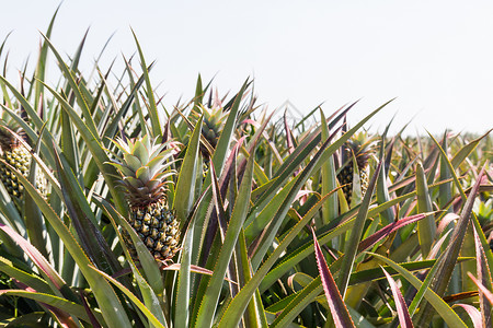 菠萝厂生长叶子农场热带蔬菜甜点饮食美食种植园食物场地高清图片素材