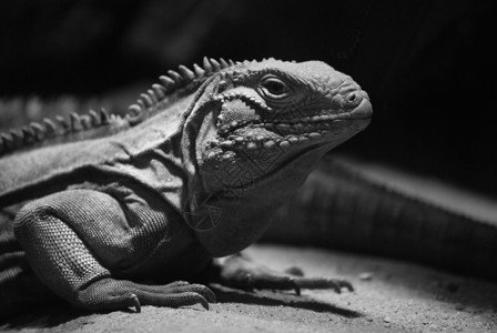 蜥蜴动物热带异国情调爪子动物园灰色陆地背景图片