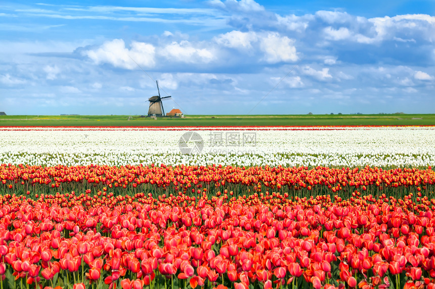 Alkmaar 的彩色郁金花文化天空橙子季节植物群风车植物场地郁金香风景图片