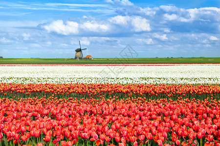 Alkmaar 的彩色郁金花文化天空橙子季节植物群风车植物场地郁金香风景背景图片