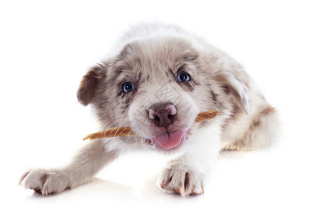 吃小狗的边角羊肉犬类报酬牧羊犬食物棕色蓝色动物宠物白色眼睛背景图片