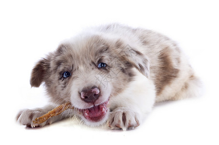 吃小狗的边角羊肉报酬蓝色白色牧羊犬宠物动物棕色犬类眼睛食物背景图片