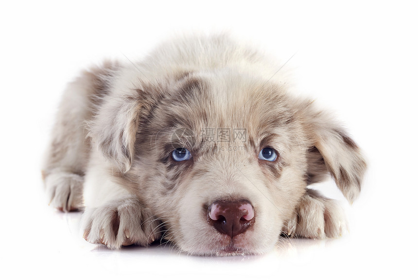 小小狗边框 collie棕色宠物动物犬类眼睛蓝色睡眠休息牧羊犬白色图片