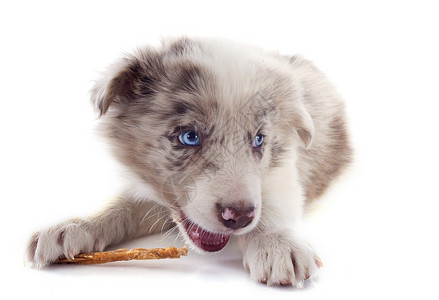 吃小狗的边角羊肉棕色宠物牧羊犬白色食物蓝色报酬眼睛动物犬类背景图片