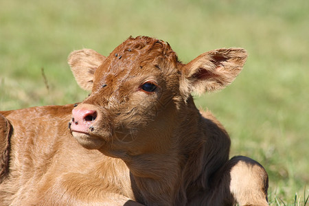 小牛眼睛棕牛耳朵牛犊奶牛眼睛鼻子绿色小牛草甸视图背景