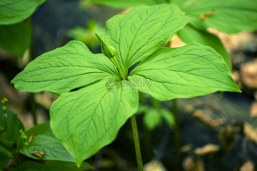 真正的爱人的结结 巴黎四面形药品草本植物植物群绿色四叶草真情人图片