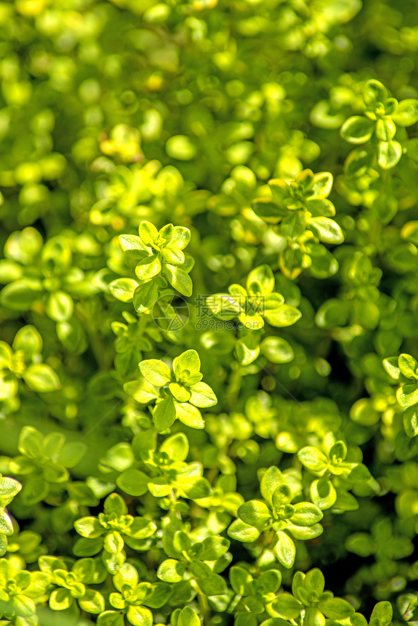 百孔荒野植物医疗绿色香料百里香自然宏观软药植物群图片
