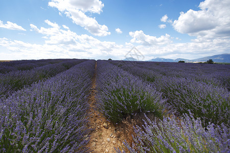 淡紫地农田风景芳香天空农场疗法线条紫色蓝色收成背景