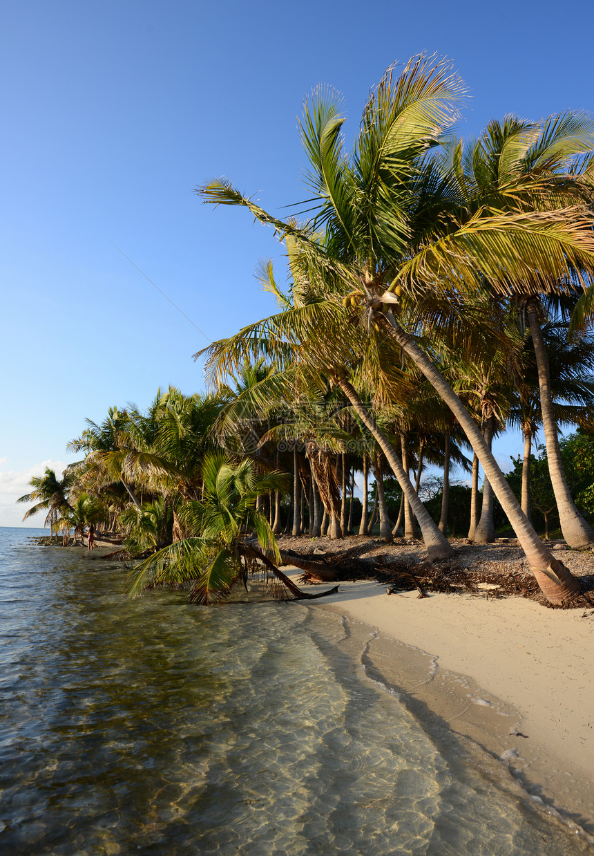 与棕榈树连成一排的无线热带海滩图片