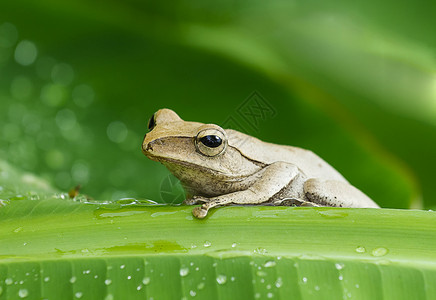 野生的青蛙树叶眼睛香蕉生活绿色动物绿色的高清图片素材