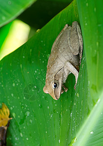 野生的青蛙绿色眼睛动物香蕉树叶生活自然高清图片素材
