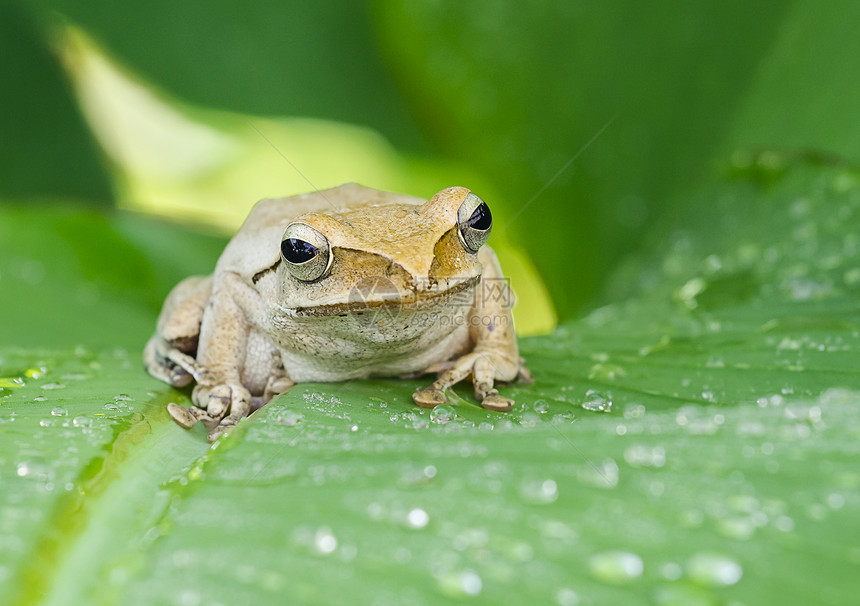 野生的青蛙眼睛绿色树叶生活动物香蕉