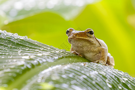 野生的青蛙绿色树叶眼睛动物香蕉生活自然高清图片素材