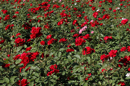 红玫瑰宏观红色衬套花瓣香味植物群花园绿色花坛背景图片