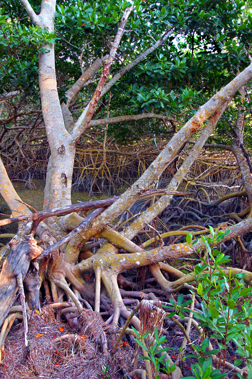 红树林生态系统易变植物学场景植物植物群沼泽国家海岸地形荒野沼泽地图片