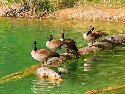 加拿大吉塞布兰塔甘地动物学鸟类黑雁日志水禽荒野生态池塘生物环境自然高清图片素材