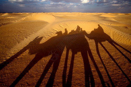 打瞌睡 突尼斯沙漠沙丘黑色爪子阴影天空骆驼棕色金子黄色背景图片