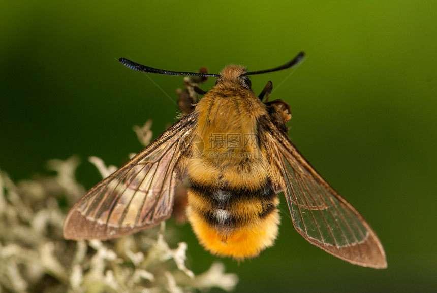 赫马里斯特蒂厄斯昆虫头发翅膀飞行动物色素美女野生动物鞘翅目昆虫学图片