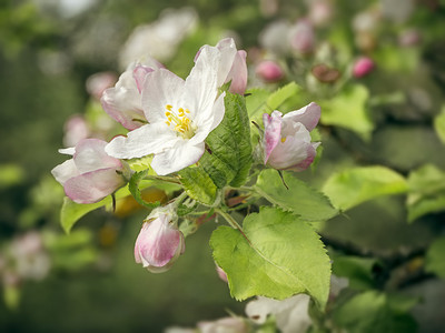 苹果花水果墙纸生长天空季节花瓣蓝色园艺花园植物学背景图片