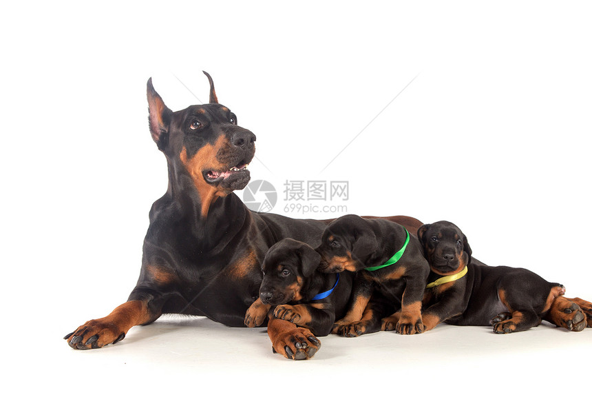 多伯曼狗和小狗狗团体警卫犬类动物短毛女性工作室家庭忠诚猎犬图片