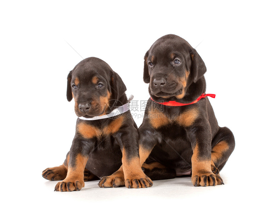 多伯曼小狗群动物猎犬短毛黑色团队小狗哺乳动物警觉团体警卫图片
