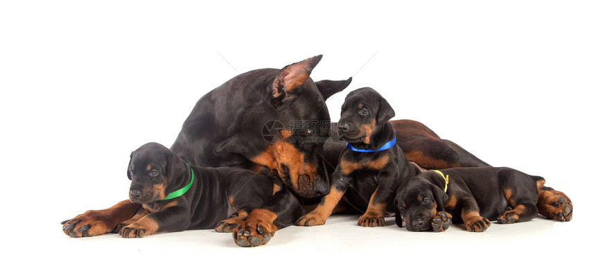多伯曼狗和小狗狗猎犬团队短毛工作室女性忠诚哺乳动物宠物犬类小狗图片