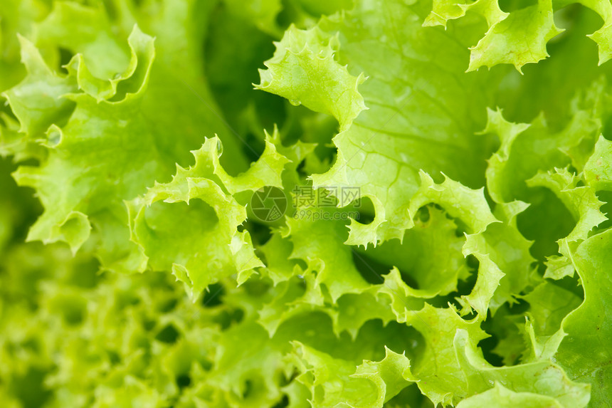 白色背景的新鲜绿色生菜沙拉卷曲蔬菜节食生活花园小吃植物食物午餐叶子图片