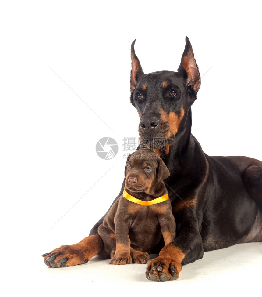 多伯曼狗和小狗狗警卫团体友谊猎犬动物哺乳动物犬类忠诚宠物黑色图片