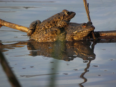 池塘里的青蛙蟾蜍宏观生物学荒野两栖沼泽眼睛绿色野生动物反射湿的高清图片素材