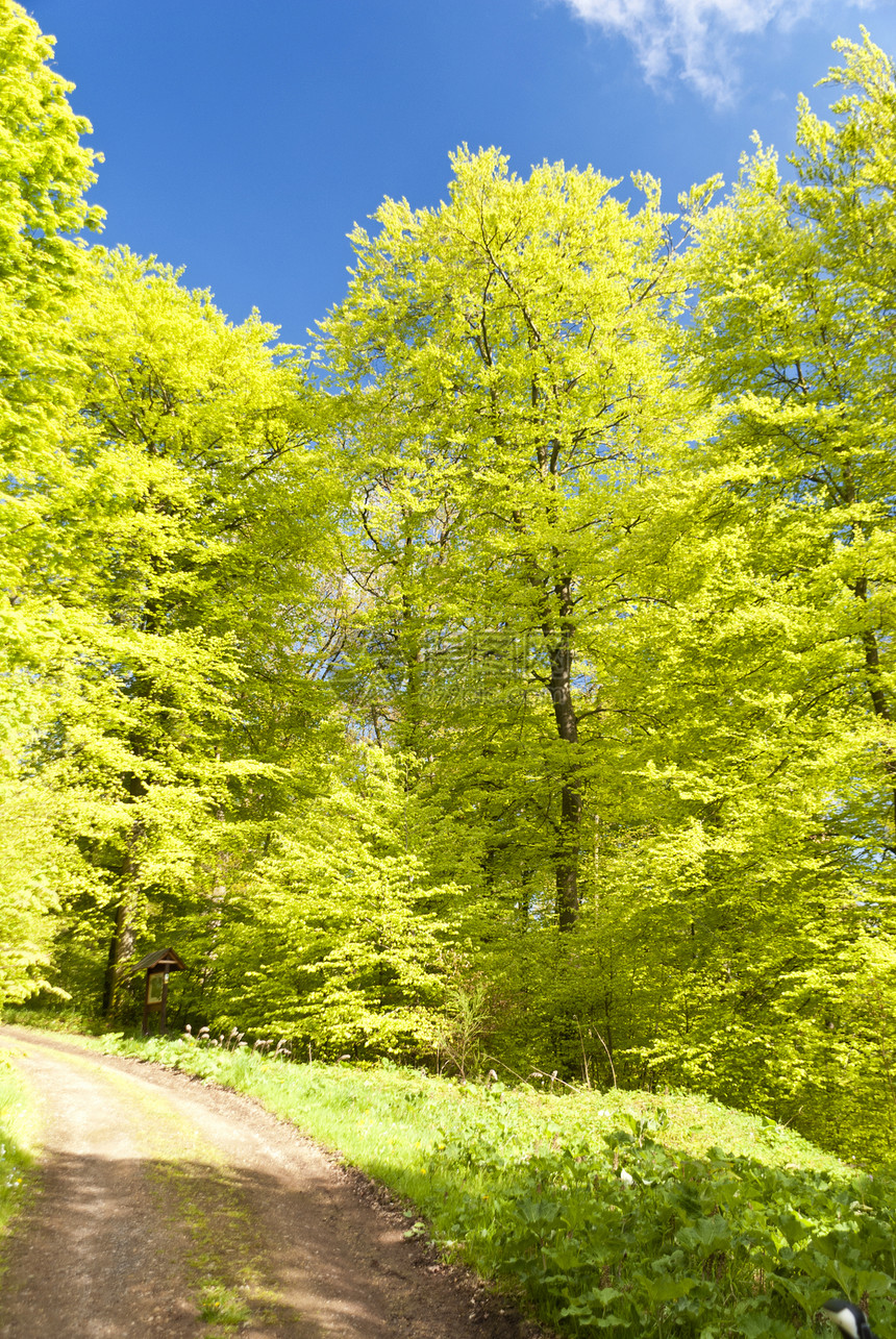 登山旅行小道Eifelsteig上远足绿色叶子树冠森林足迹树木小路荒野踪迹图片