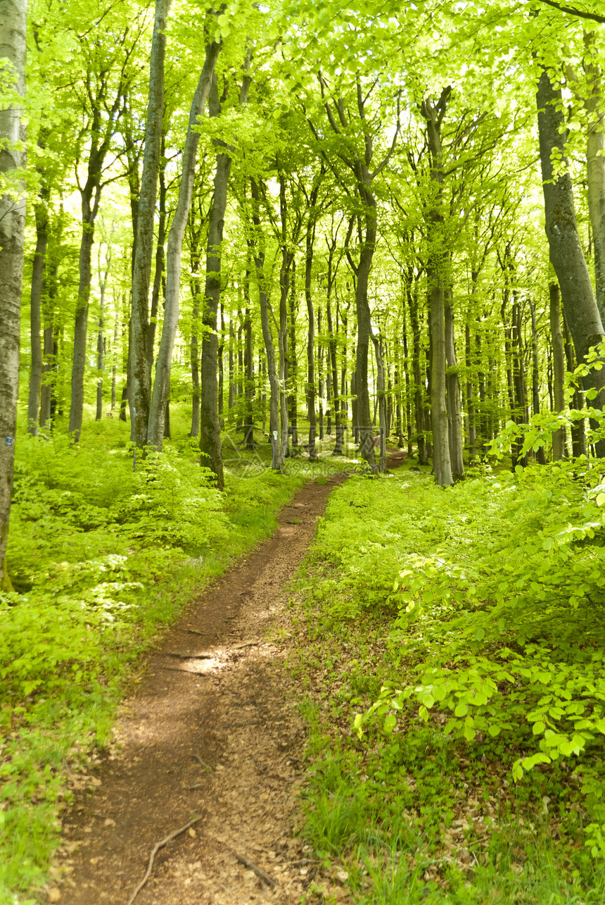 登山旅行小道Eifelsteig上小路荒野踪迹绿色远足森林木头足迹叶子丛林图片