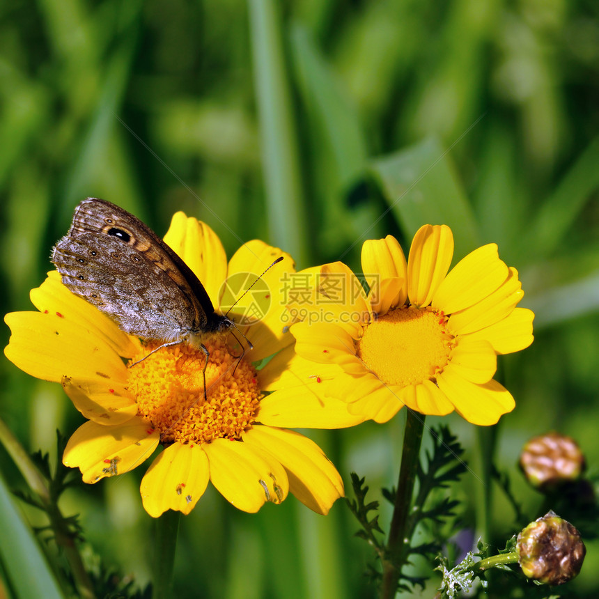 黄花上的蝴蝶动物群季节触角叶子花蜜昆虫学黄色植物植物群宏观图片