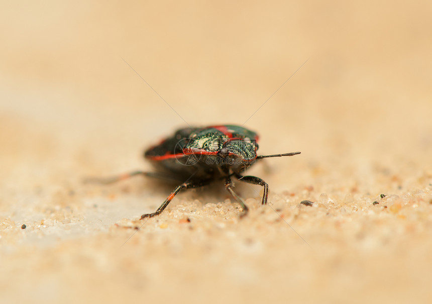 Eurydema 单极球收藏天线昆虫漏洞野生动物桉树荒野害虫燕麦触手图片