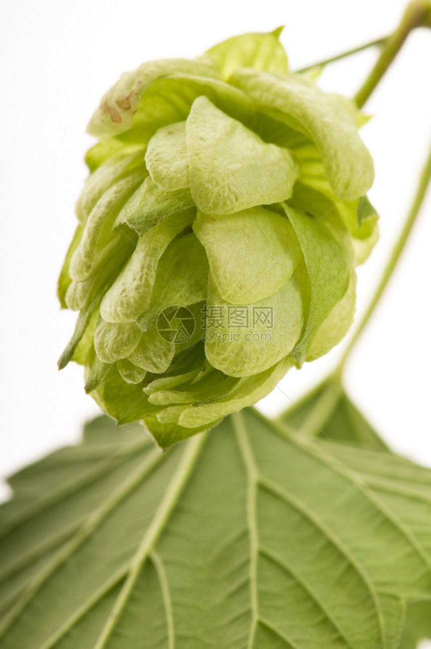 白色背景的花锥和叶子草本植物锥体植物登山者啤酒厂药品生产啤酒花狼疮啤酒图片