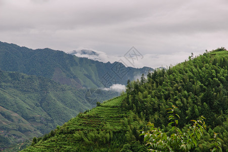 山中的雾雾水平照片树木旅游风景山脉彩色背景图片