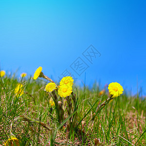 叶子植物群团体阳光宏观植物花瓣生长场地草本植物治疗高清图片