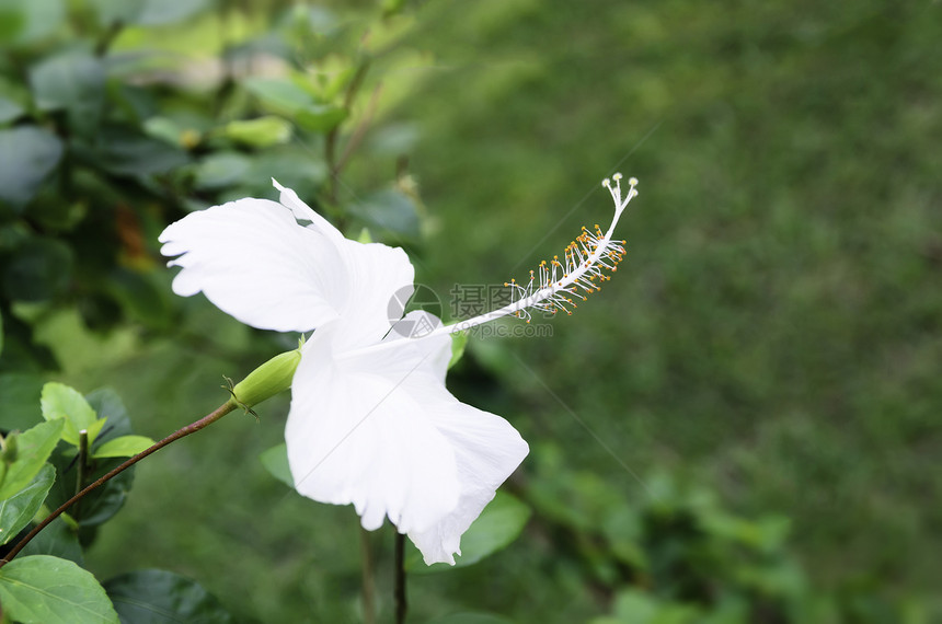 白碧皮花花森林植物花园美丽热带木槿花瓣白色图片
