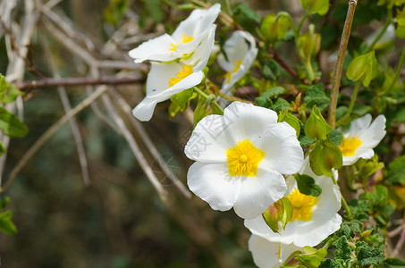 白色的岩蔷薇花植物野花衬套水平灌木丹参背景图片