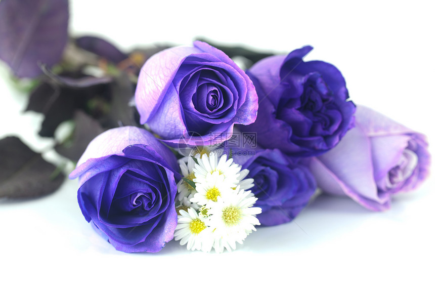 美丽的紫花玫瑰和甘菊花束脆弱性芳香周年纪念日薰衣草花瓣婚礼季节异国庆典图片