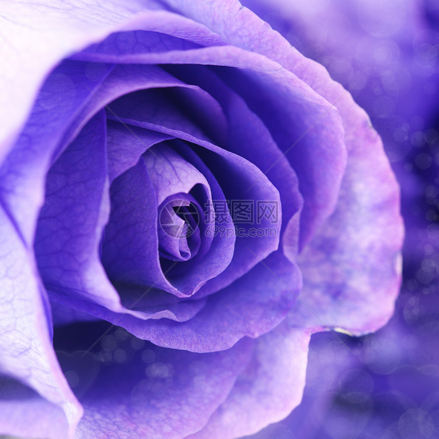 美丽的紫花玫瑰的宏背景洋甘菊紫色花束异国薰衣草玫瑰婚礼宏观季节纪念日图片