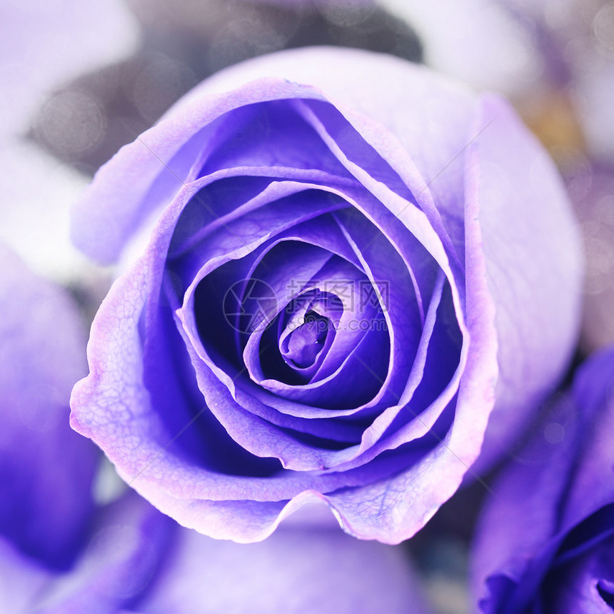 美丽的紫花玫瑰的宏背景婚礼甘菊庆典薰衣草脆弱性叶子芳香情调纪念日香水图片