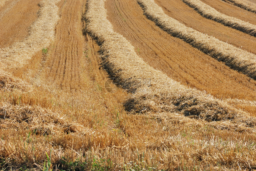 收获后字段稻草收成小麦农场农村食物玉米谷物乡村农业图片