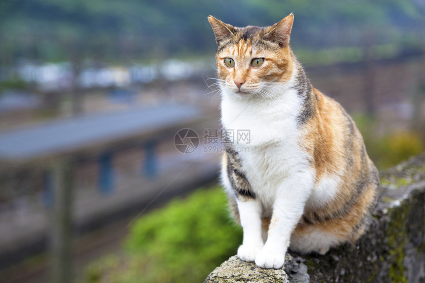 坐在墙上看着火车站的猫咪们图片